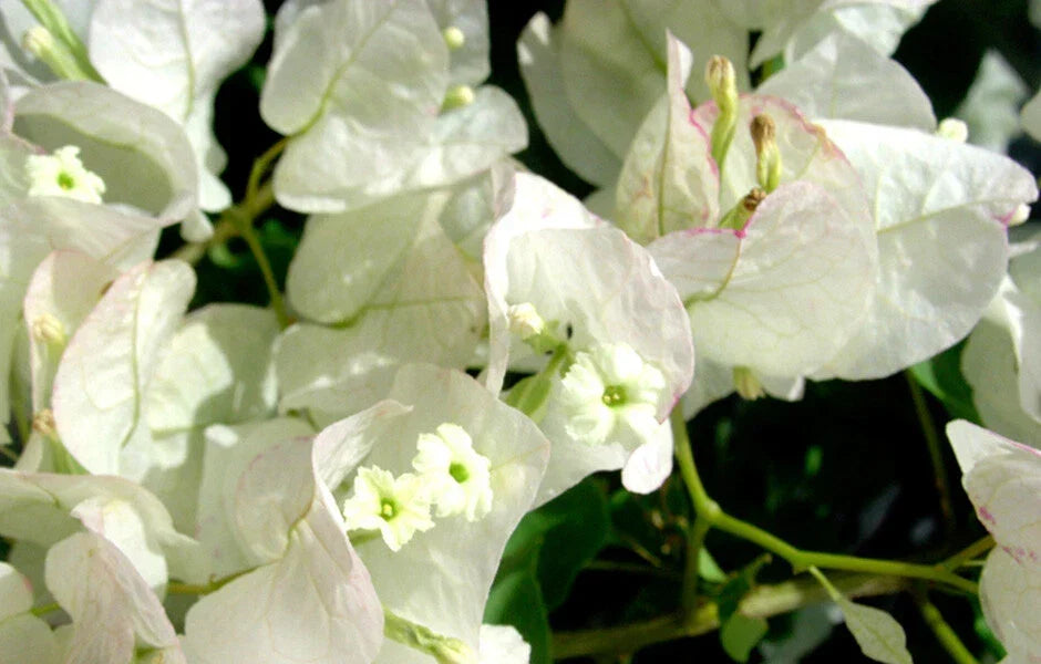 Bougainvillea Starter Plant | Seafoam Live Plug Plant | Bougainvillea glabra | Easy Care, Vibrant Blooms, USA Seller