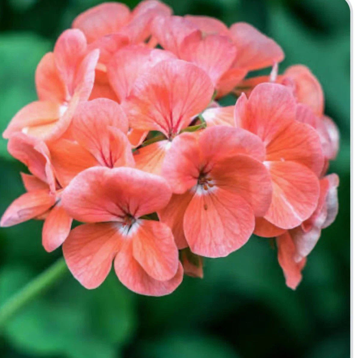 Coral Zonal Geranium Cuttings - Ten Stem Cuttings - Pelargonium × hortorum - Vibrant Flowering Indoor/Outdoor Plants