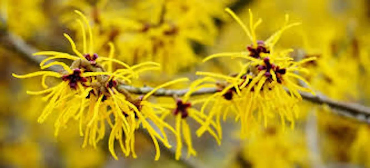 Witch Hazel Shrubs 12-18in Bare Root Hamamelis virginiana - 5 Pack Deciduous Flowering Plants for Garden Landscaping