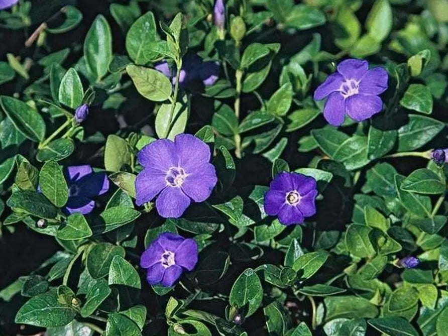 Periwinkle Vinca Vines Bare-root Ground Cover - 10 Plants, Drought Tolerant, Shade Loving, Vinca minor