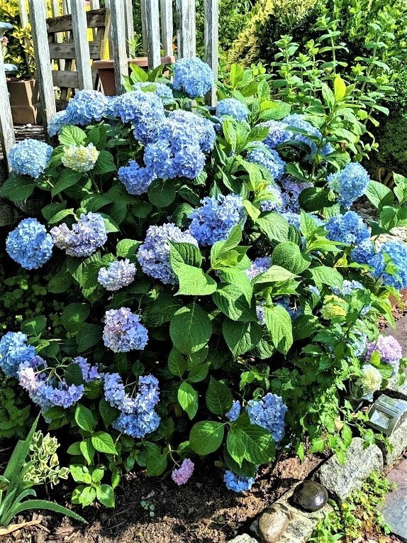 Blue Hydrangea Cuttings 10 Unrooted Cuttings Hydrangea macrophylla - Vibrant Blue Blooms for Garden Propagation