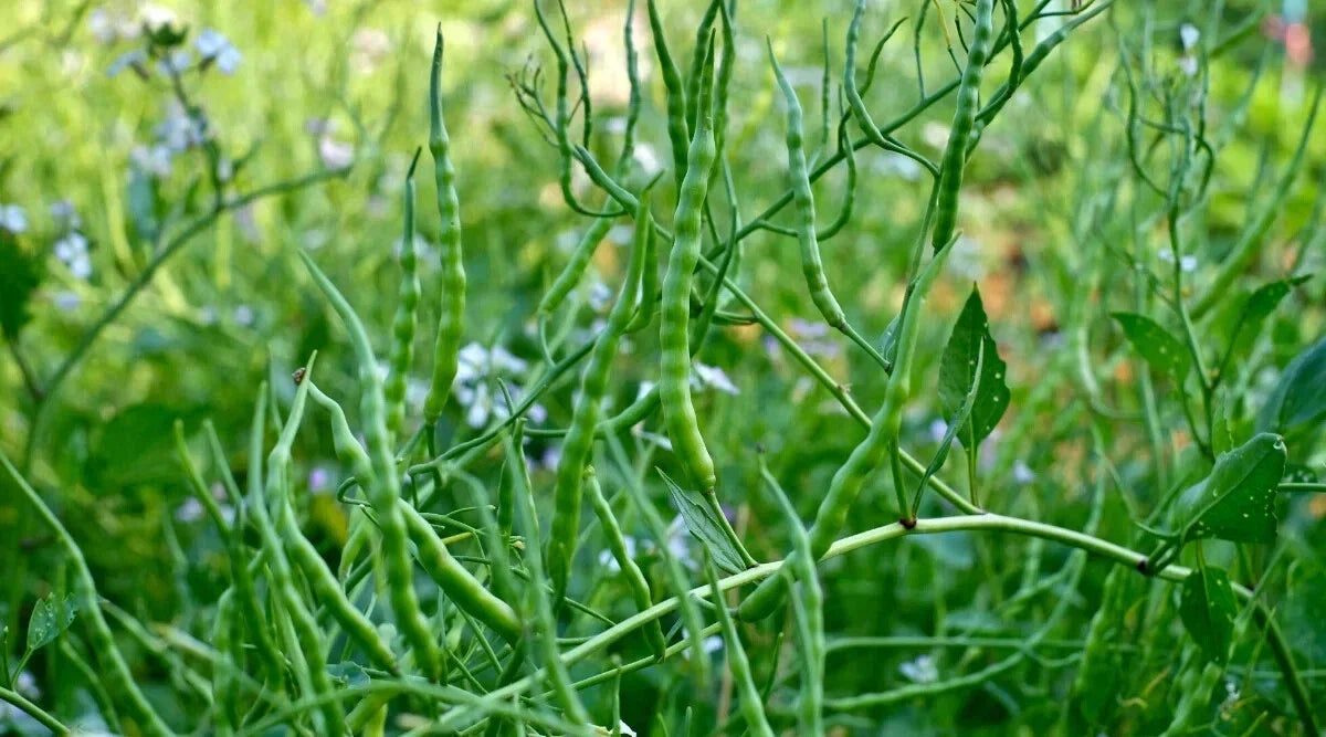 Singara Rat's Tail Radish Seeds - 500+ Non-GMO Seeds for Gardening - Raphanus sativus var. caudatus - Unique Flavor & Easy to Grow