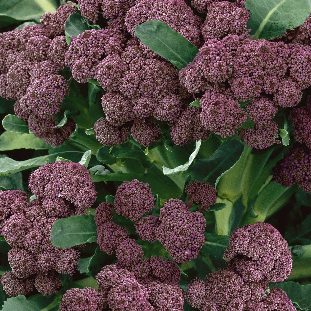 Broccoli Seeds 1000 Count Purple Sprouting Non-GMO Brassica oleracea for Winter Harvesting in Mild Climates