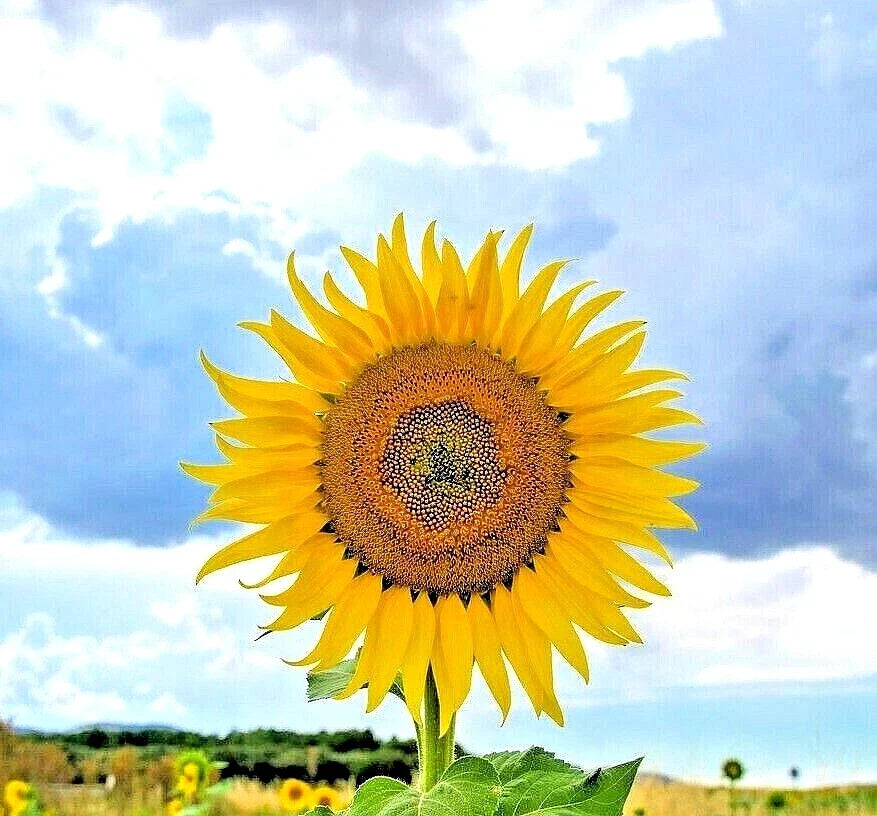 Giant Mongolian Sunflower Seeds - 10 Heirloom Seeds, Rare Behemoth Variety, Helianthus giganteus, Pollinator Friendly