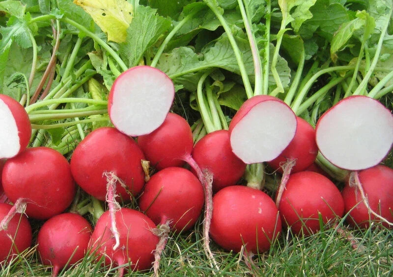 Cherry Belle Radish Seeds - 300+ Non-GMO Vegetable Seeds - Raphanus Sativus - USA Grown for Home Gardening and Container Planting