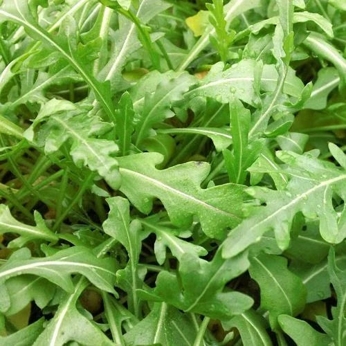 Sylvetta Arugula Seeds | Heirloom Non-GMO Organic Salad Greens | Eruca sativa | 200 Seeds for Home Gardening
