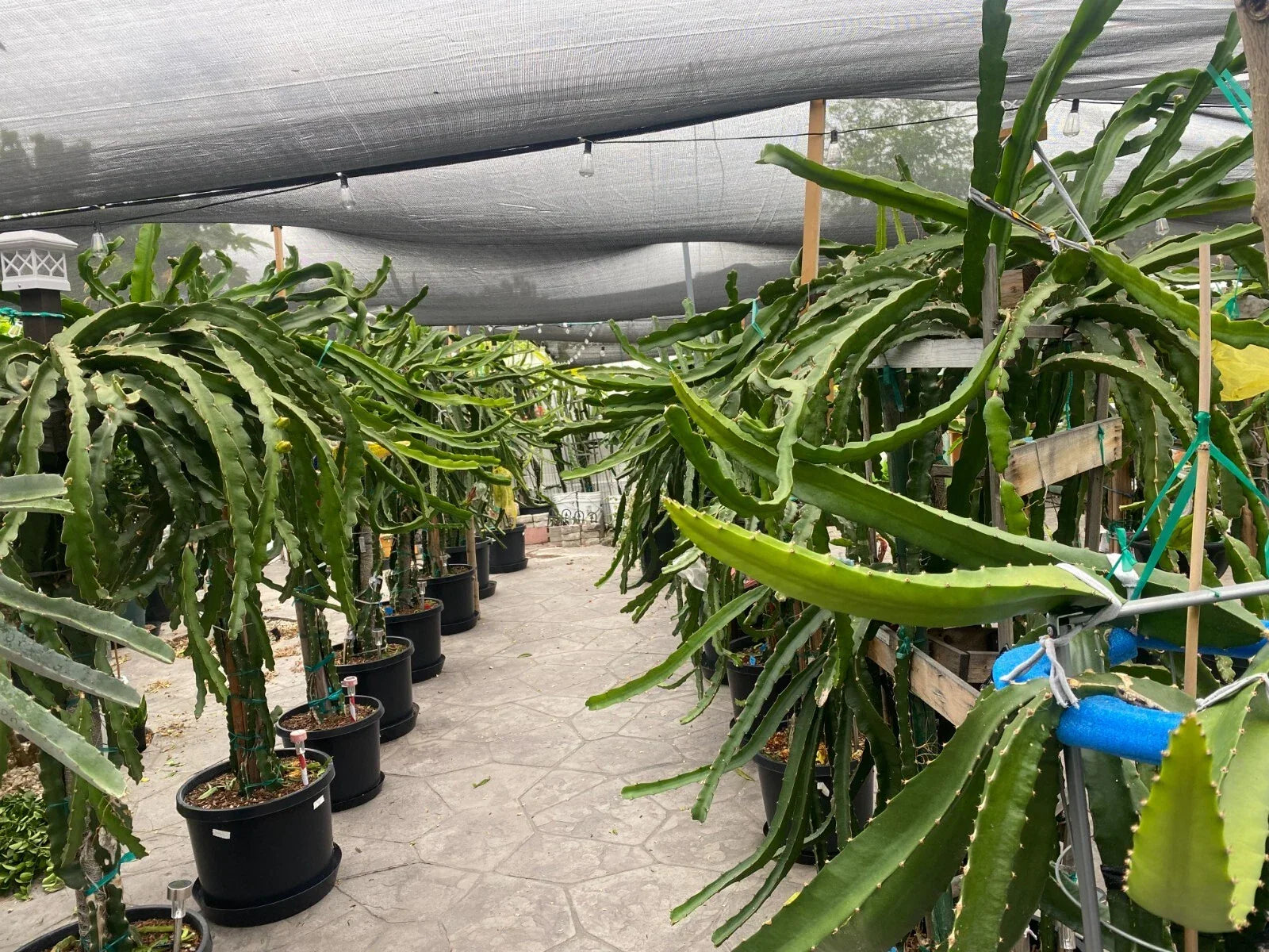 Small Dragon Fruit Cuttings - 5" Grafting - Multiple Varieties - Hylocereus spp. - Exotic Cactus for Garden or Greenhouse