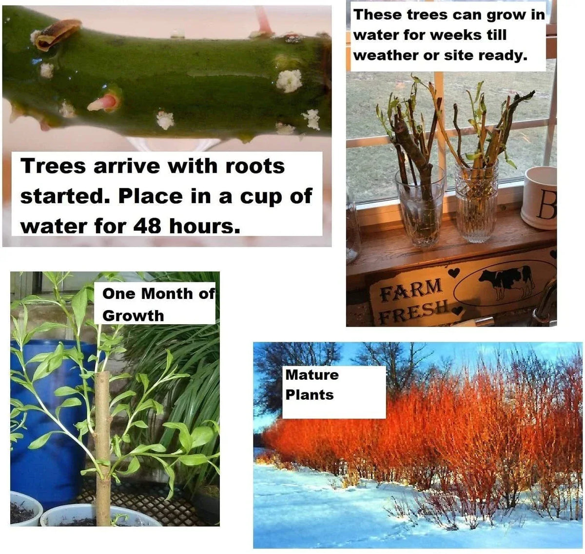 Flame Willow Tree Cuttings - 2 Pack - Vibrant Orange Red Bark - Salix × fragilis - Unique Garden Trees