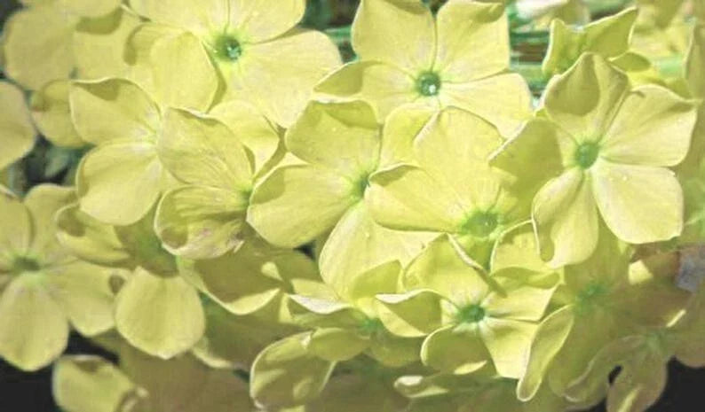 50 Yellow Phlox Seeds | Perennial Flower Seeds | Phlox paniculata | Attracts Bees & Butterflies for Garden