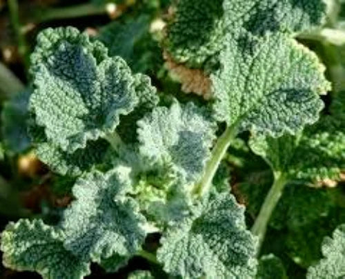 Horehound Seeds, 100 Organic Seeds, Marrubium Vulgare, Medicinal Perennial Herb for Gardens