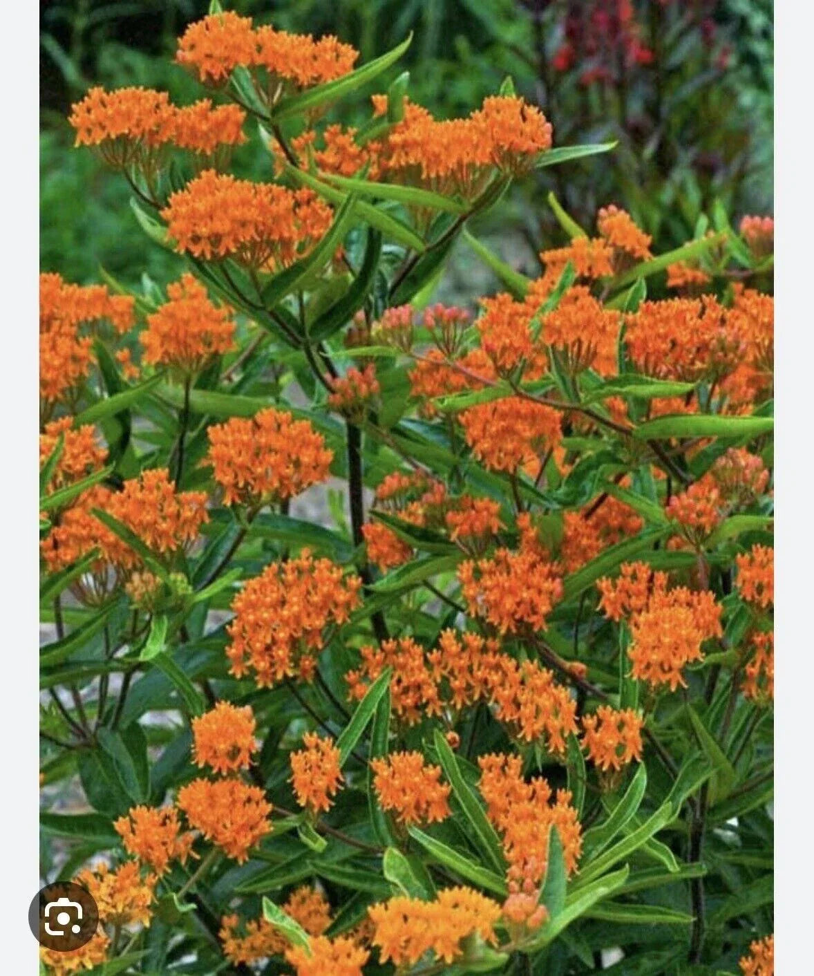 Butterfly Weed Plants - 5 Bare Root Asclepias Tuberosa - Monarch Attracting Perennial - Organically Grown in Appalachians