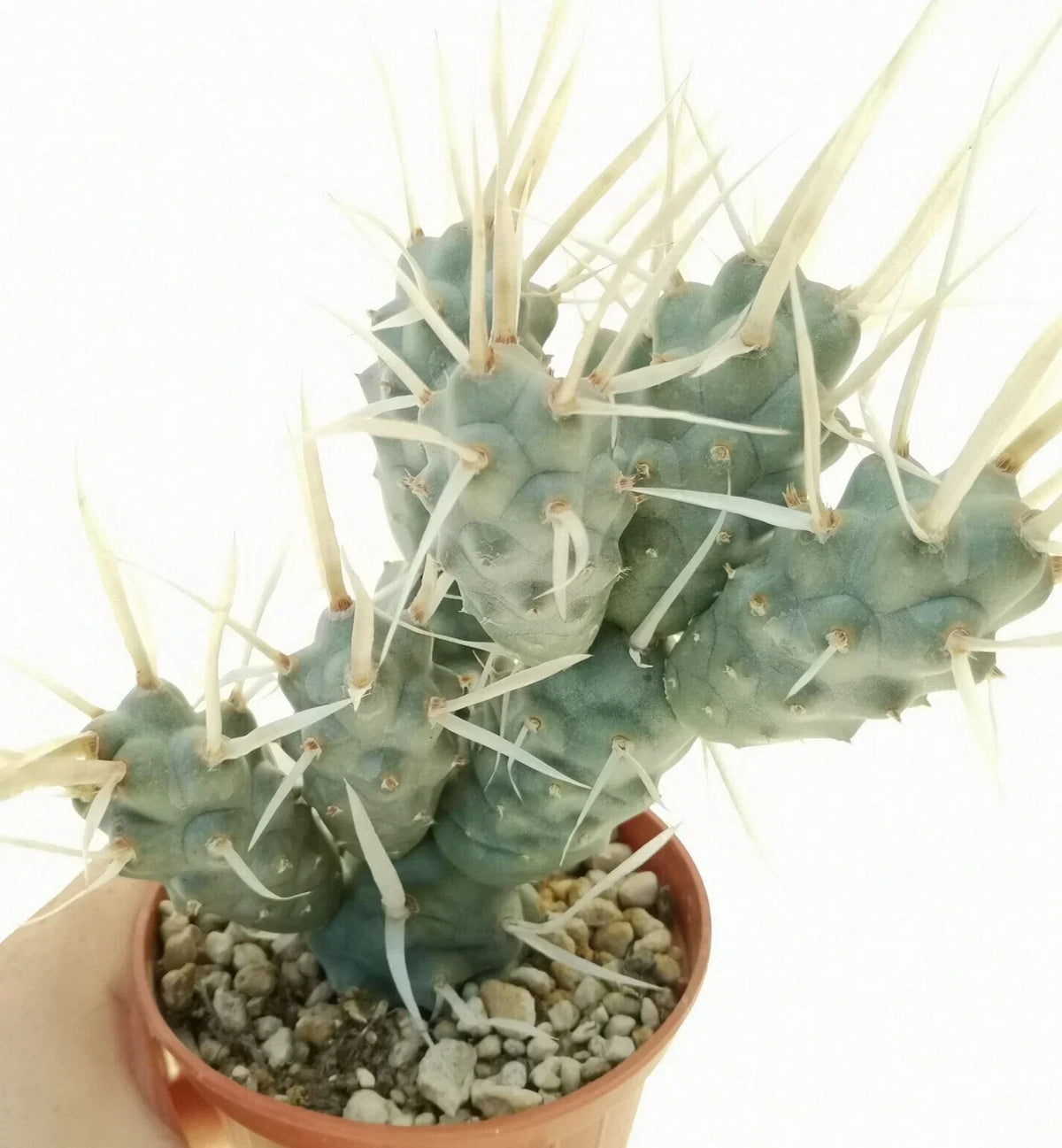 Tephrocactus Cutting 2" Rare Paper Spine Cactus Pup, Unique Succulent (Tephrocaactus articulatus var. papyracanthus)