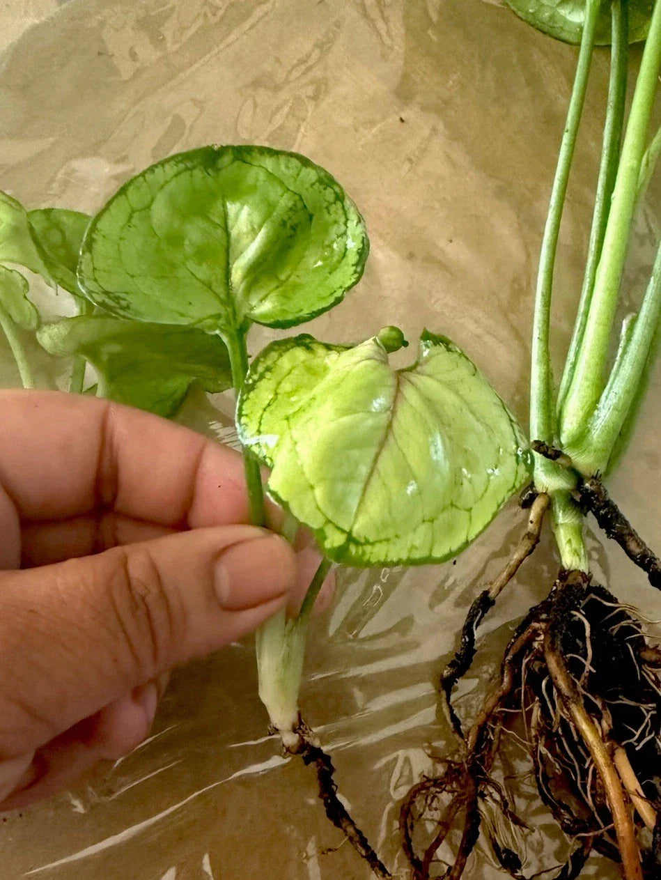 Syngonium 'Berry Allusion' Cutting - Rooted Live Plant, Easy Care Indoor Houseplant, Syngonium podophyllum