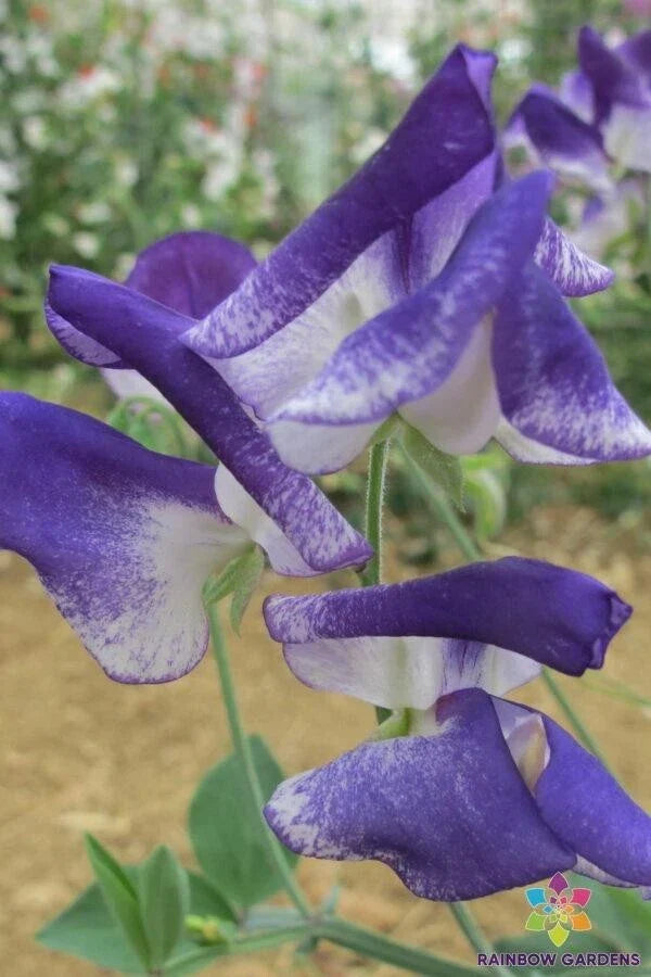 50+ Solway Sapphire Sweet Pea Seeds - Semi-Dwarf Lathyrus odoratus - Vibrant Blue Flowers - USA - Non-GMO - Free Shipping