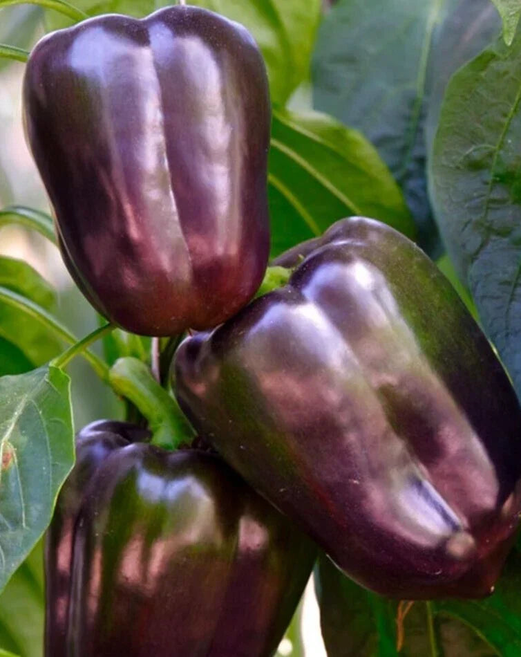 Sweet Purple Beauty Pepper Seeds - 25 Premium Non-GMO Seeds - Capsicum annuum - Vibrant Purple Peppers for Gardens
