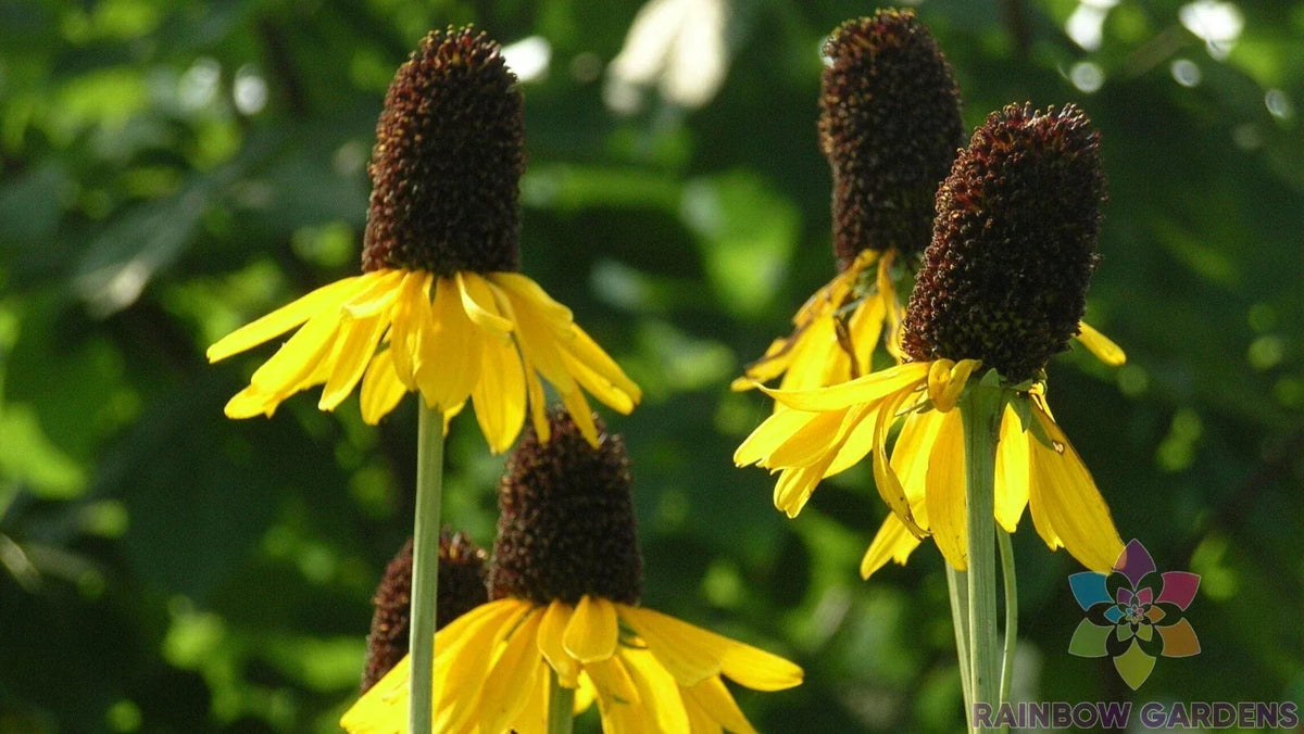 Giant Coneflower Seeds - 200+ Premium Rudbeckia hirta Seeds for Garden Planting - USA Grown, Vibrant Yellow Blooms