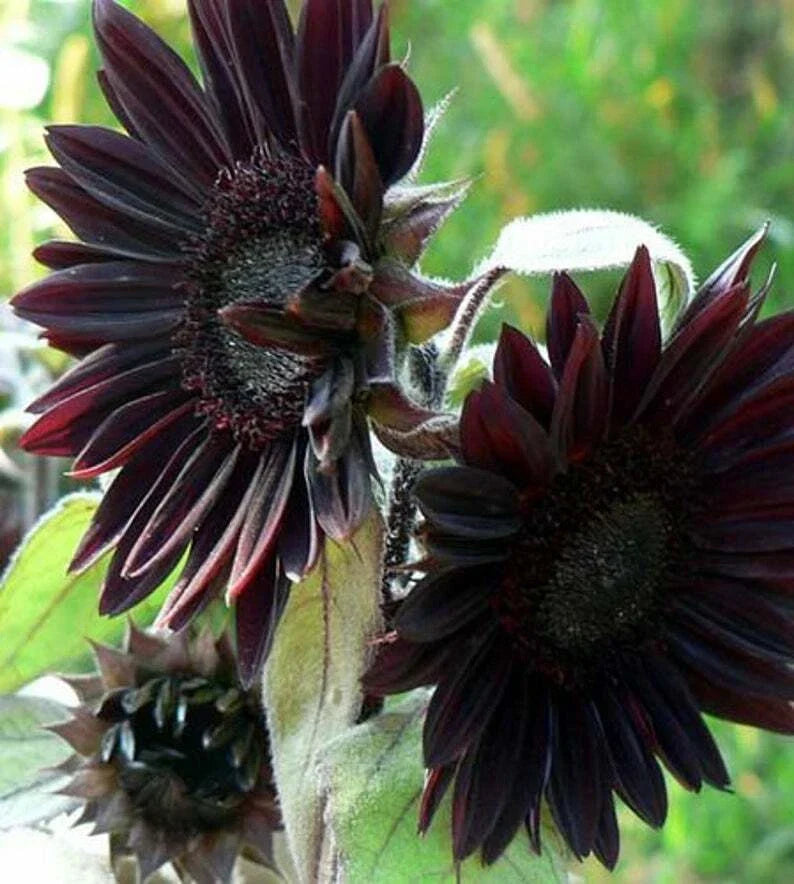 25 Velvet Queen Black Sunflower Seeds | Helianthus annuus | Perennial Flower Seeds for Vibrant Gardens