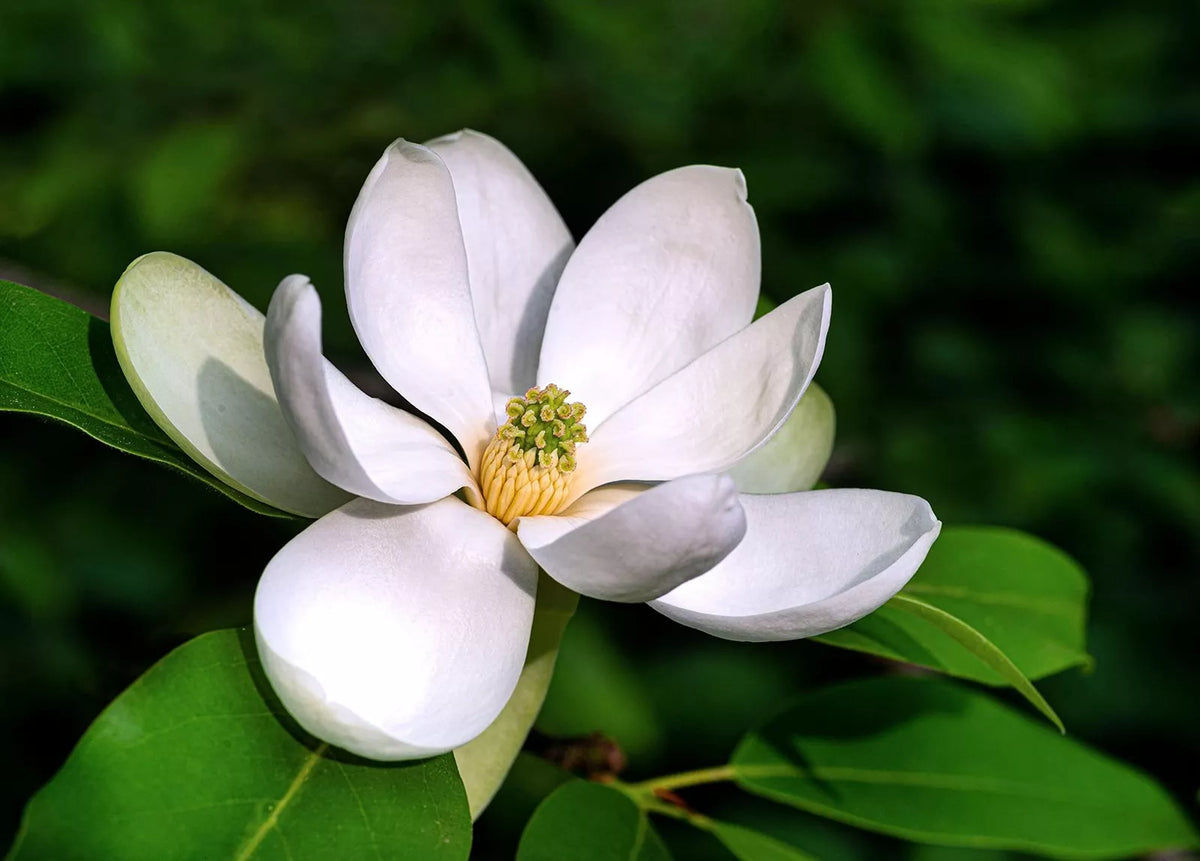 Sweetbay Magnolia Tree Seeds - 20 Pack - Northern Variety - Magnolia virginiana - Creamy-White Flowers for Planting