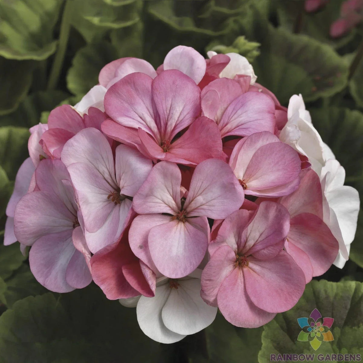 Pinto Geranium Seeds - 25+ Pack - White to Rose - Pelargonium x hortorum - USA Grown - Easy to Grow, Vibrant Blooms