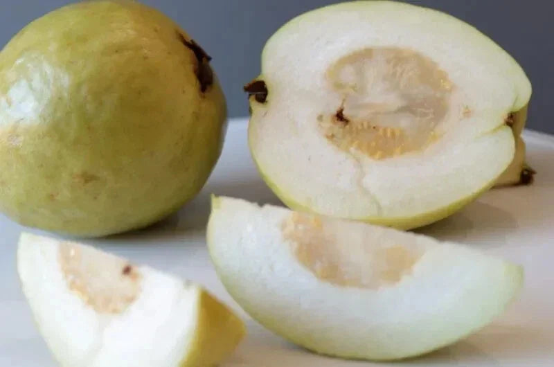Sweet White Guava Seeds - 50+ Pack - Psidium guajava - Tropical Fruit for Home Garden - USA