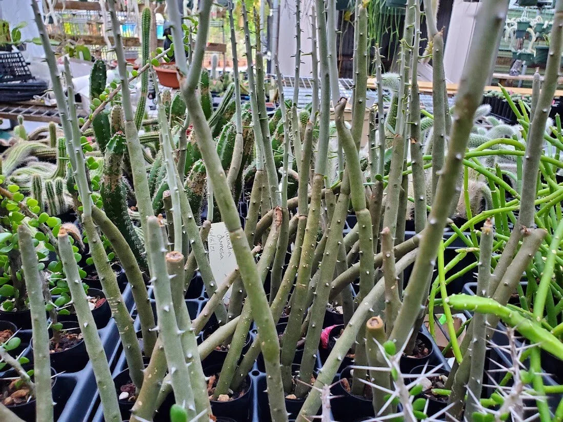 Rooted Cutting Alluaudia dumosa - Madagascar Succulent - Unique Spiny Tree - Drought-Tolerant Desert Plant