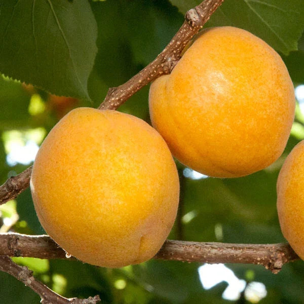 Aprium Scions Cuttings - Flavor Delight Variety - Prunus Armeniaca x Prunus Domestica - Apricot Plum Hybrid Grafting