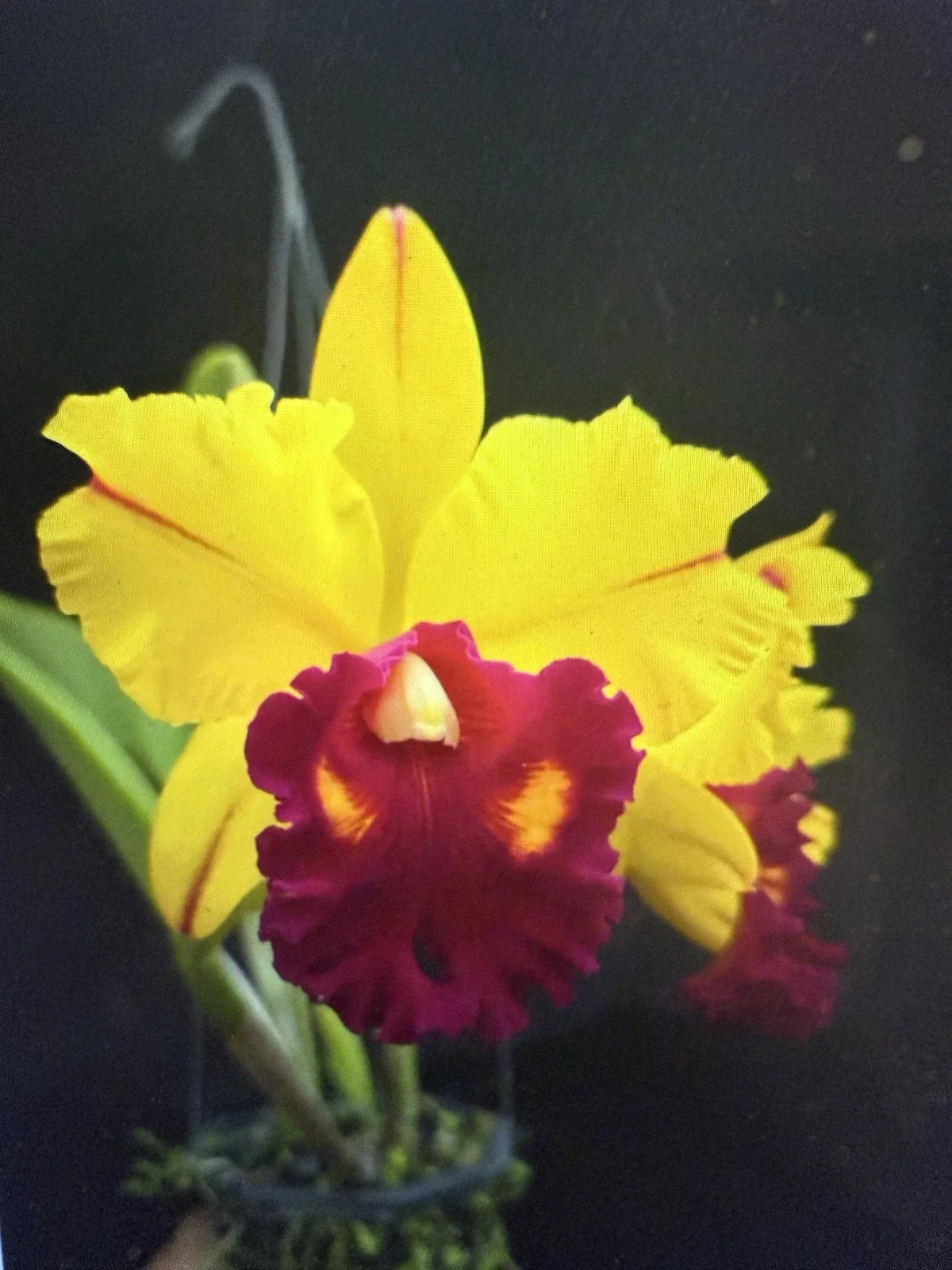 Orchid Plant 2" Pot Blc Tainan Gold Hawaii - Brassolaeliocattleya - Vibrant Yellow & Orange Tropical Blooming Orchid