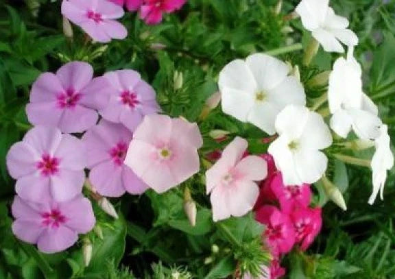 Phlox Seeds - 50 Mixed Colors - Phlox Drummondii - Fresh Annual Flower Seeds for Garden - Non-GMO - Attracts Pollinators
