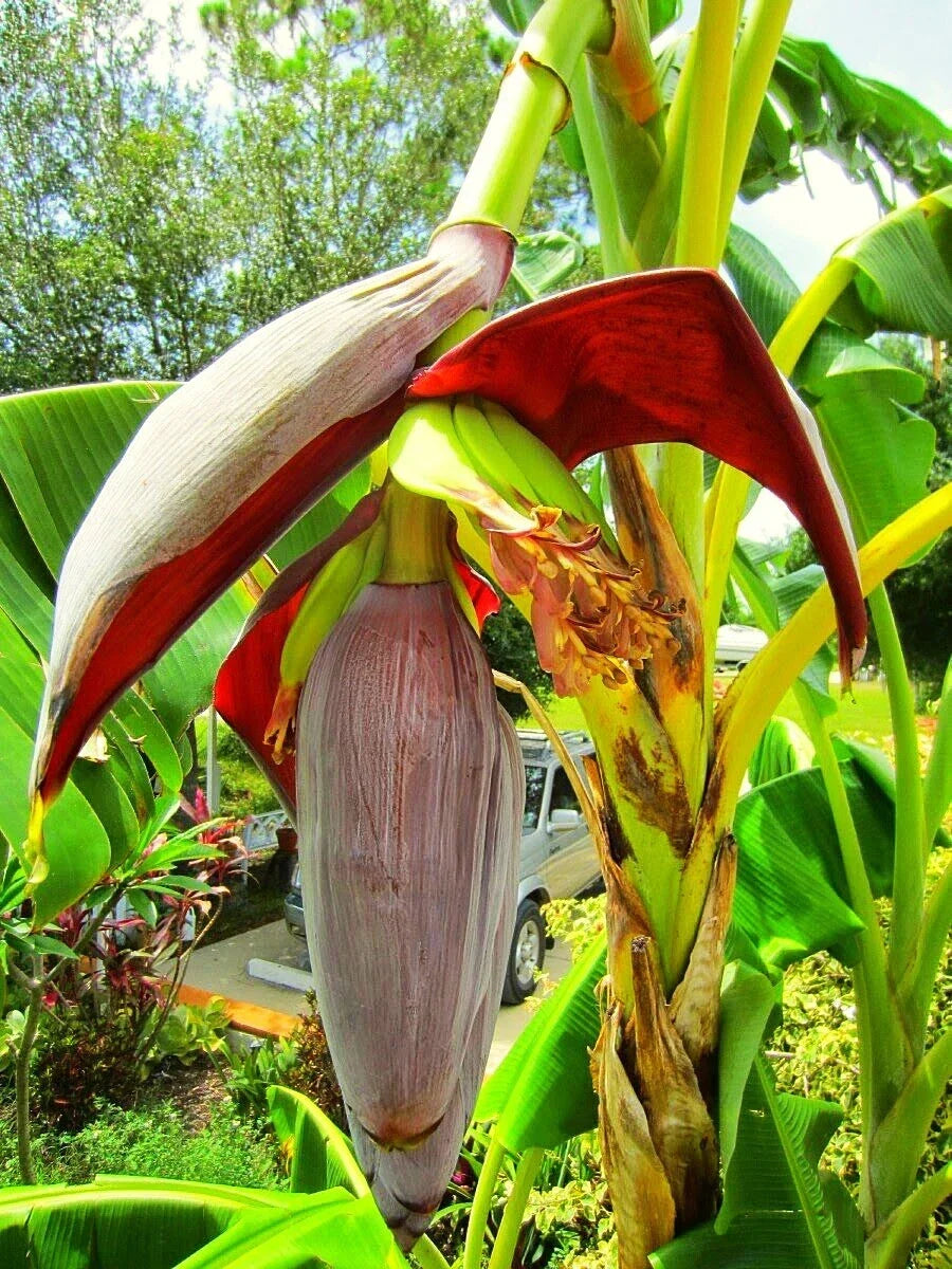 Musa 'Gran Nain' Banana Tree - Live Tropical Fruit Plant - Indoor/Outdoor - Musa acuminata - Easy Care, Fast Growing