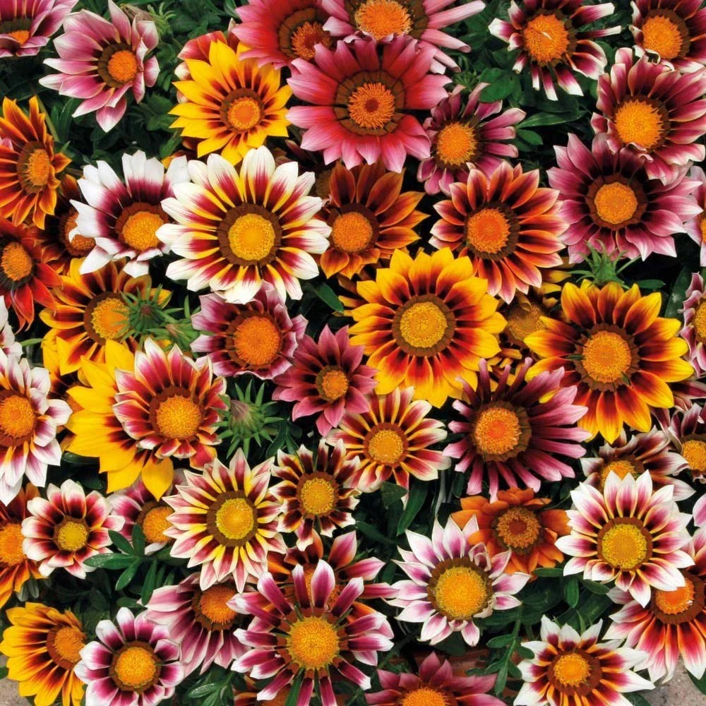 Gazania Flower Seeds - 25 Count Mix - Vibrant Yellow, Orange, Red - Gazania rigens - Drought-Tolerant, Full Sun