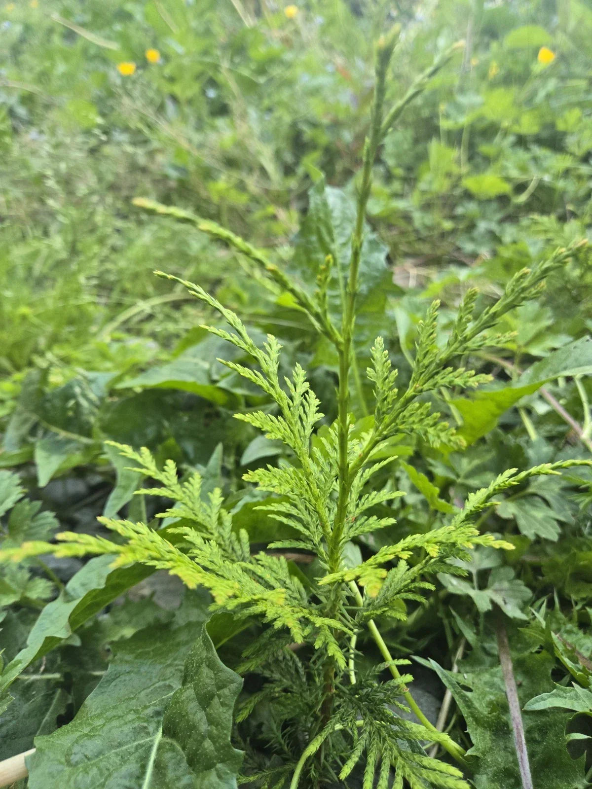 Western Red Cedar Seedlings 4-8" Bare Root Trees Thuja Plicata PNW Grown for Landscaping, Windbreaks, and Privacy Screens
