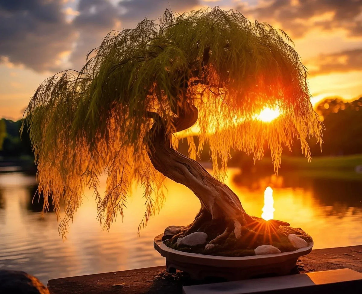 Donald Trunk Bonsai Tree Cuttings - Thick Trunk, Iconic Arching Style - Ficus retusa - Ideal for Indoor/Outdoor Gardening