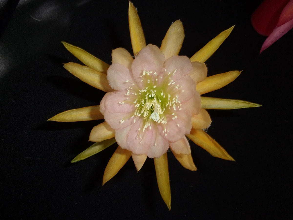 Epiphyllum Orchid Cactus Cutting - Autumn Pink Variety - Propagation Cutting (Epiphyllum spp.) - Easy Care Indoor Plant