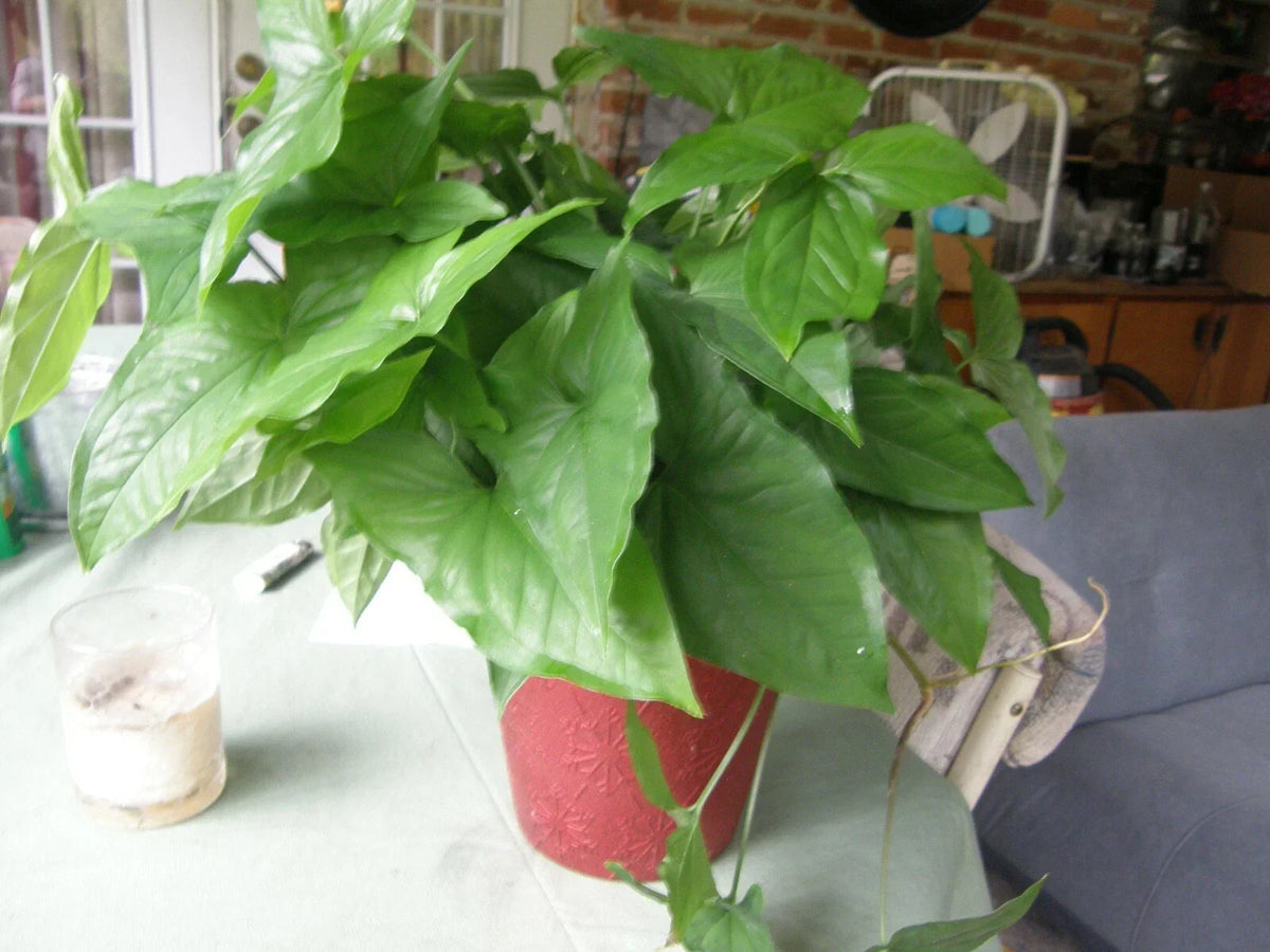 Syngonium Podophyllum Cuttings Lot of 5 - Arrowhead Vine Green - Easy to Propagate Indoor Plant - Araceae Family