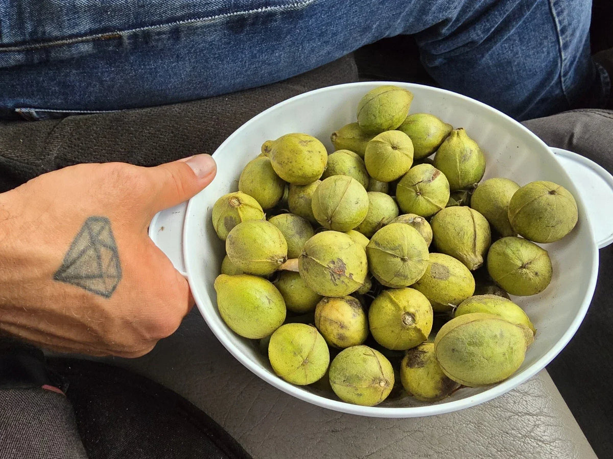Mockernut Hickory Nuts 1lb - Carya tomentosa - Wildlife Food, Shade Trees, Deciduous Tree, Planting Nuts