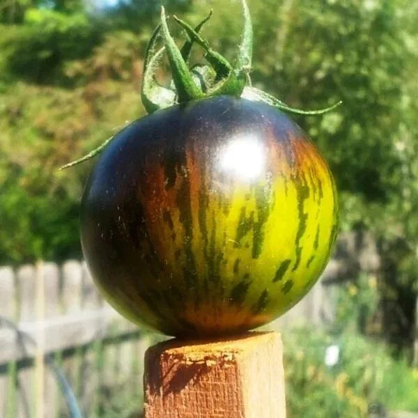 Green Zebra Tomato Seeds - 10+ Organic Heirloom Seeds - Solanum lycopersicum - Non-GMO for Home Gardening