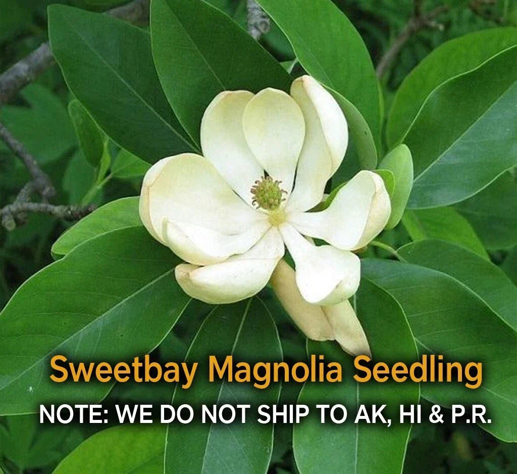 Sweetbay Magnolia Tree in Quart Pot - Hardy Fragrant Variety - Magnolia virginiana - Ideal for Gardens & Patios