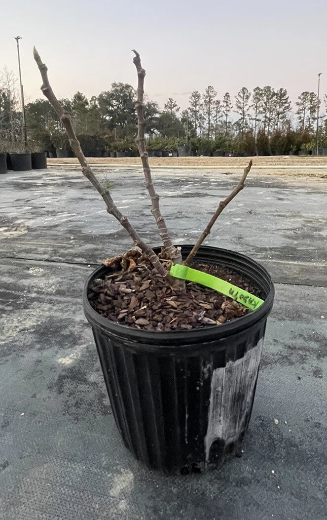 Alma Fig Tree Live Plant 1 Gal Pot Ficus carica Fruiting Variety Low Maintenance for Home Garden