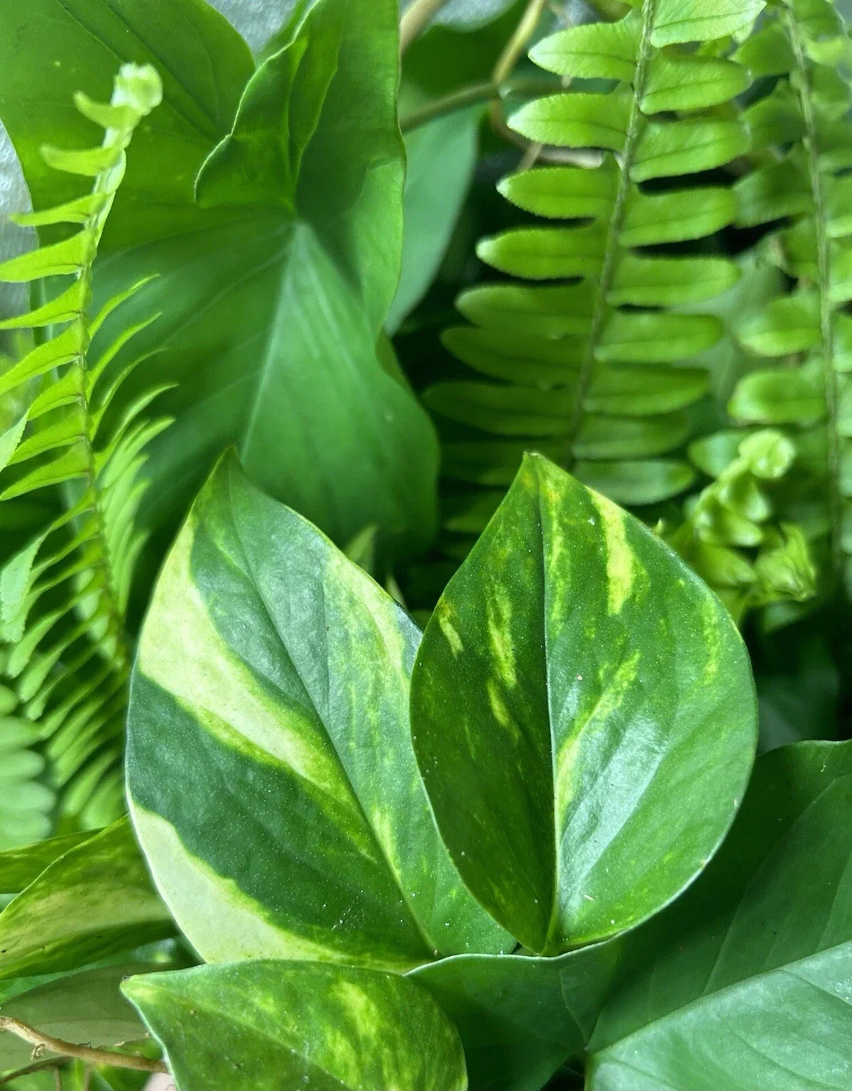 Rooted Plant Cuttings - 15 Variety Mix - Indoor/Outdoor Gardening - Perfect for Propagation - Mixed Species