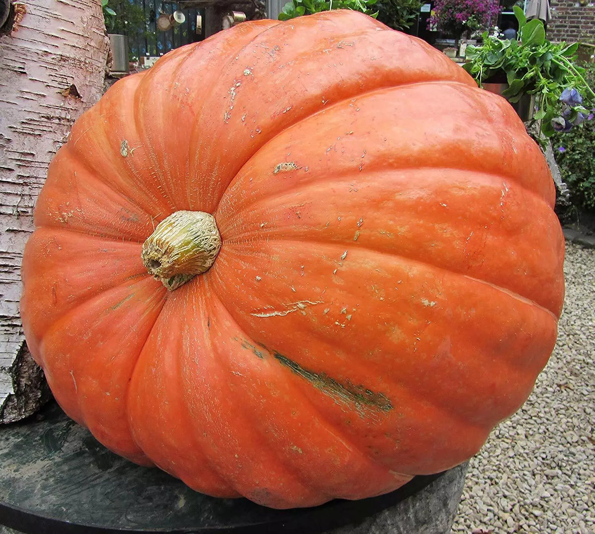 Big Max Pumpkin Seeds - 10 Count - Cucurbita maxima - Grow Giant Pumpkins Up to 100 lbs - GroCo USA