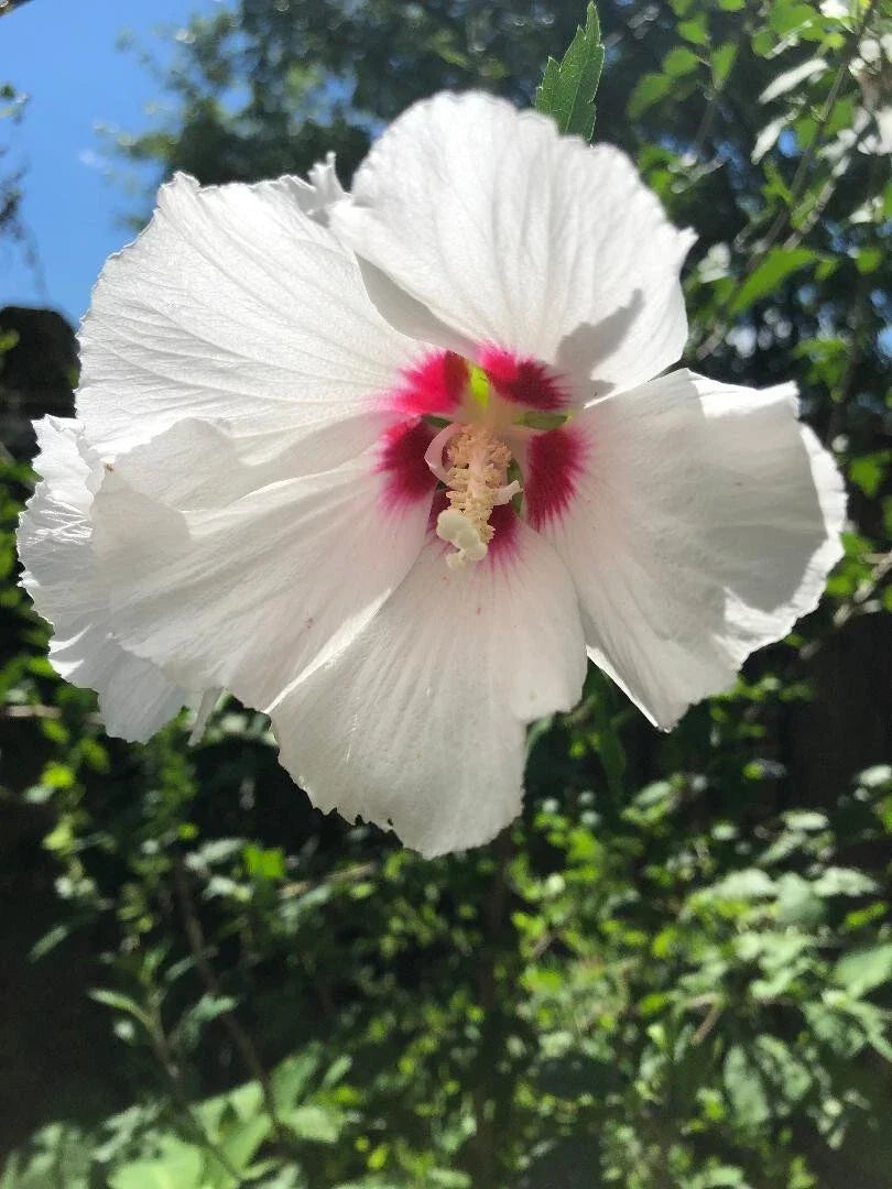 Hibiscus Cuttings 5x8" Helene White with Red Center Rose of Sharon Hibiscus syriacus 'Helene' - Ideal for Gardens and Borders