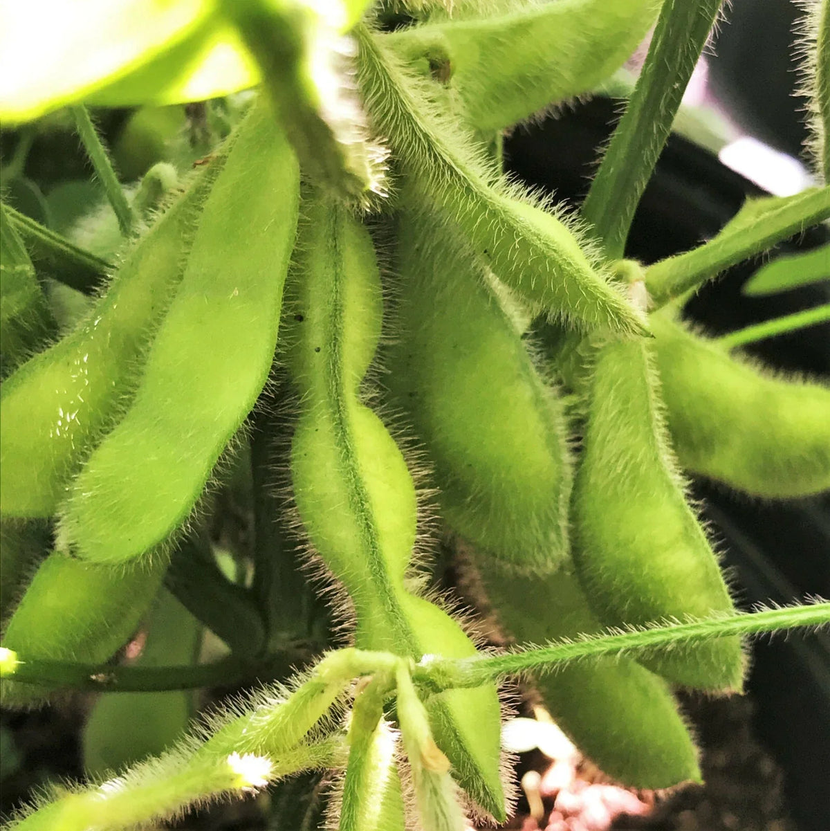 Midori Giant Edamame Seeds - Non-GMO Asian Vegetable - Glycine max - 50 Premium Seeds for Home Gardening