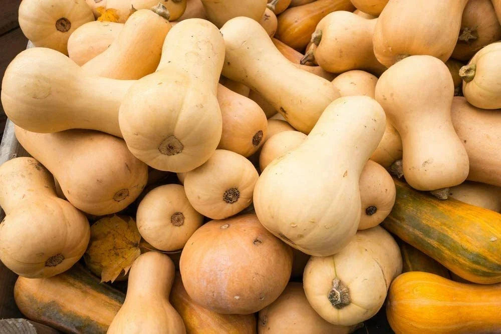 Butternut Squash Seeds - 10 Pack - Winter Squash - Cucurbita moschata - Sweet Flavor for Fall Harvesting