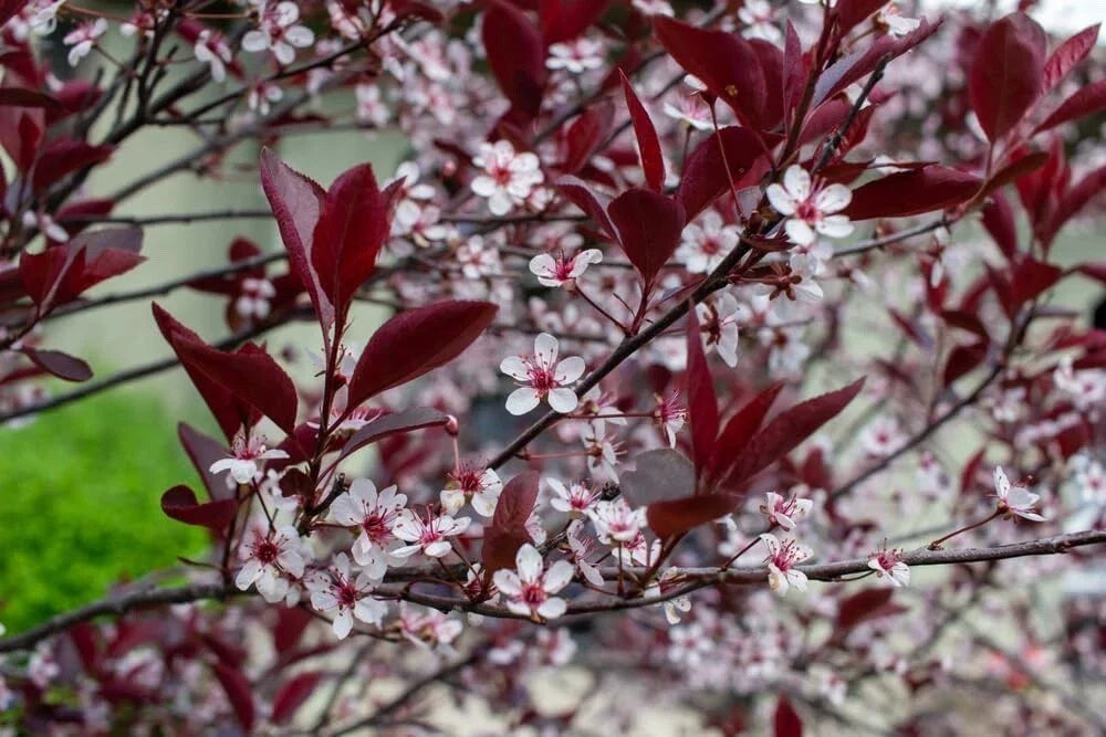 Sand Cherry Bush Seedlings 2 Pack Prunus besseyi Hardy Fruit-Bearing Shrubs for Landscaping Garden