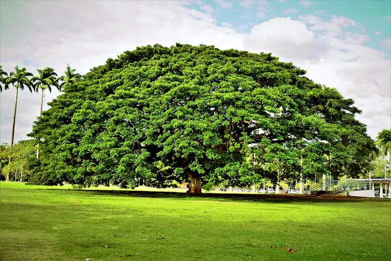20 Rain Tree Seeds, Monkey Pod "Hitachi," Albizia saman, Tropical Flower, Rare Exotic Plant Seeds