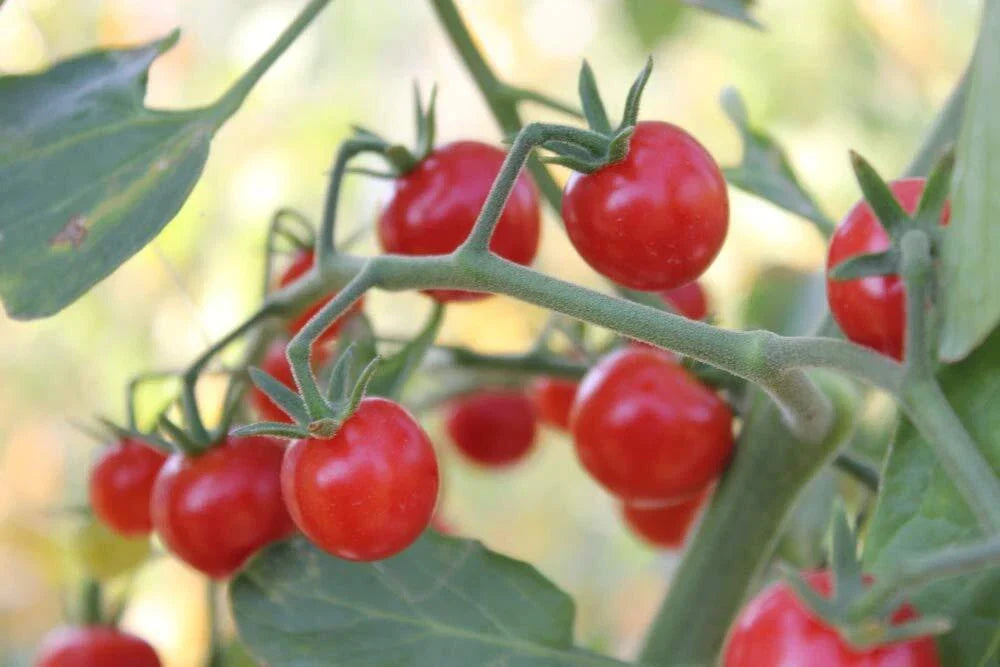 Super Sweet 100 Cherry Tomato Seeds - 100+ Heirloom Seeds for Planting - Solanum lycopersicum - Non-GMO, Fast-Growing Variety