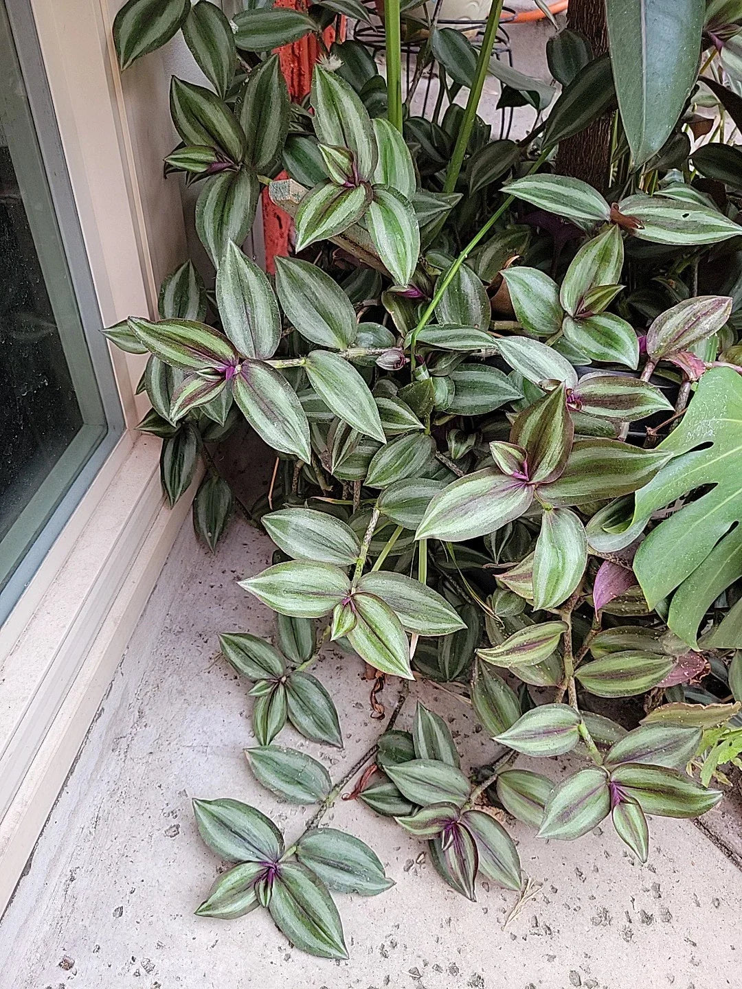 15 Large Tradescantia Zebrina Cuttings - Purple Wandering Jew - Easy Care Indoor/Outdoor Plant - Air-Purifying Foliage