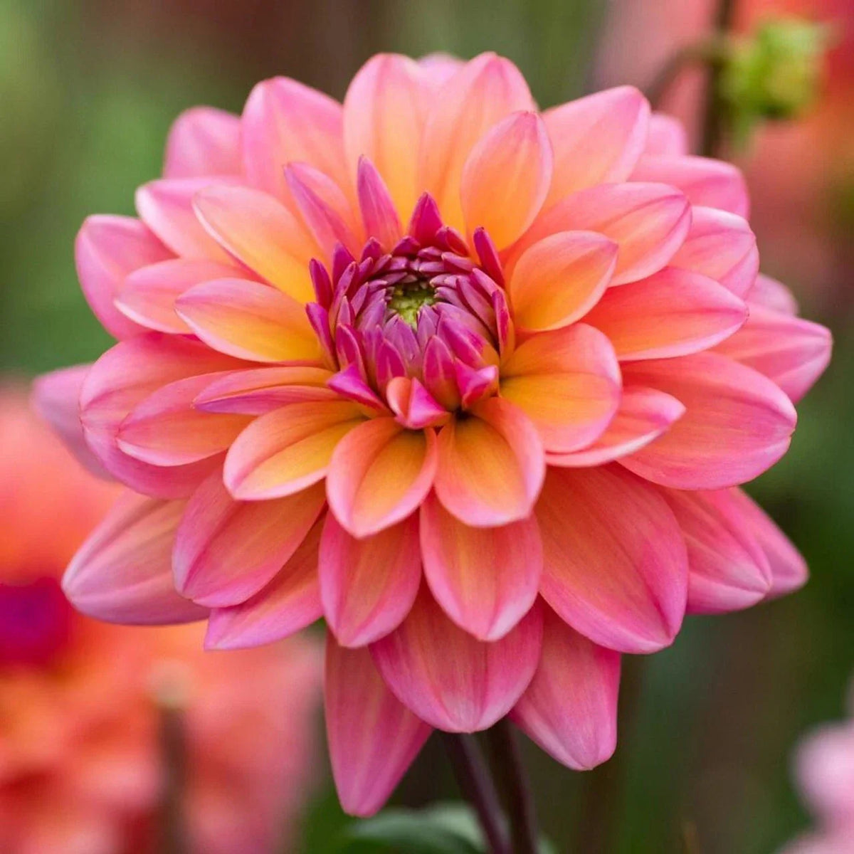 Dahlia Seeds - Pack of 25 Great Silence Perennial Flower Seeds - Dahlia pinnata - Vibrant Blooms for Gardens and Arrangements
