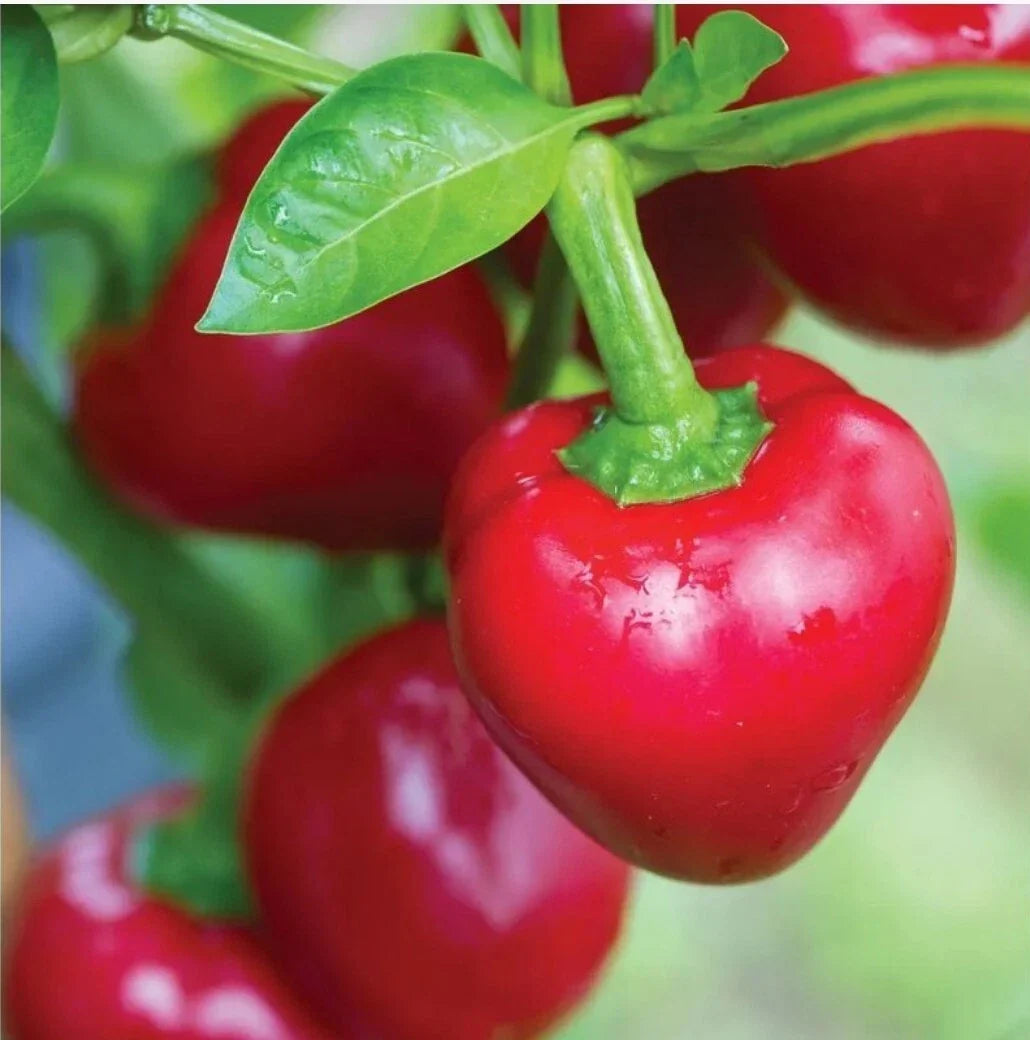 Cherry Pepper Seeds 20+ Heirloom Organic Capsicum annuum, Freshly Harvested 07/2023, Tested for Germination