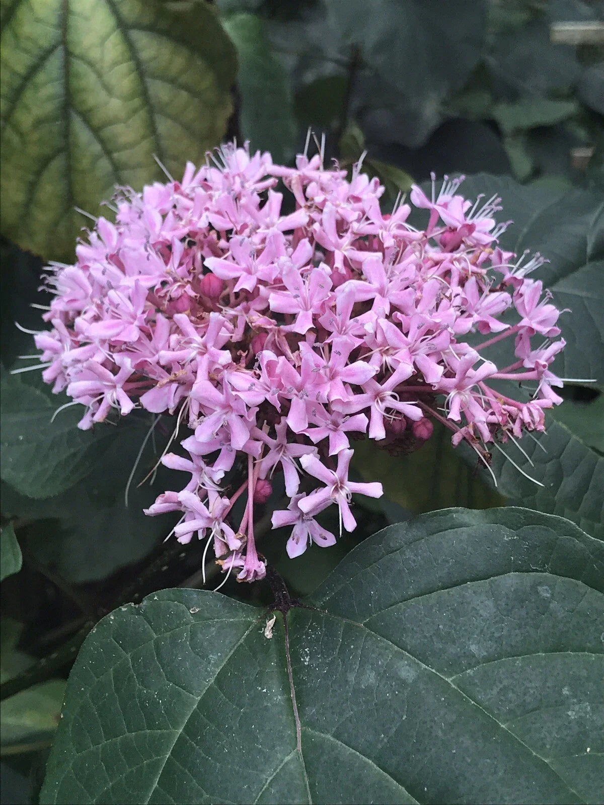 Heirloom Pink Mexican Hydrangea - 10 Rooted Plants - Attracts Butterflies & Hummingbirds - Hydrangea macrophylla